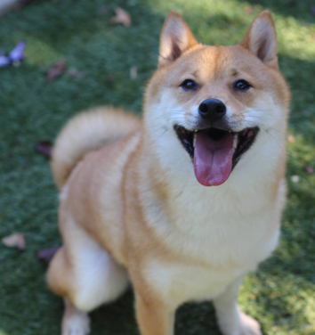 Akio Dc Shiba Inu Rescue