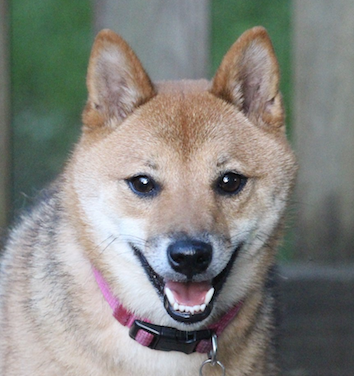 Kokoro Dc Shiba Inu Rescue